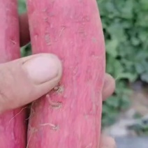 河北西瓜红沙地薯皮毛亮口感好甜度高薯形好，可供各大商超
