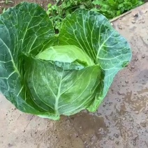一到四斤标准货