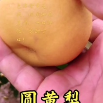 圆黄梨