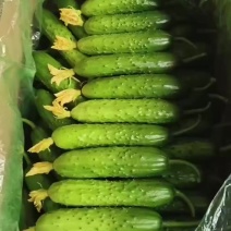 秦皇岛旱黄瓜大量上市价格美丽