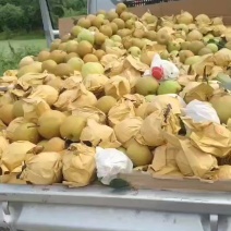 黄金梨大果全是大果