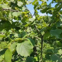 东北大榛子量大保证质量价格美丽，产地直发