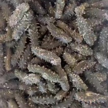 拉缸盐海参