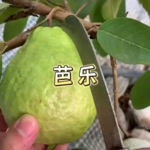 海南红心芭乐奶油番石榴软心香甜白心芭乐应季新鲜水果