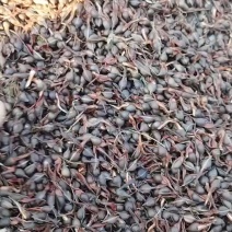沉香种子