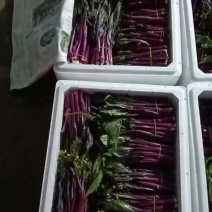 贵州高山红菜苔