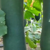 郸城黑皮吊冬瓜大量上市，质优价廉