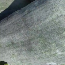 晚批新货