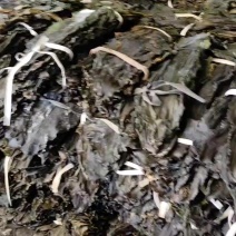 山东威海网上晒的板菜，质量非常好，颜色很正，量大优惠。