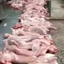 你养殖我回收免费提供养殖设备