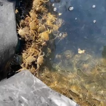 蟹苗