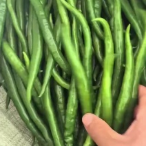 辣椒二荆条3号，8号，辣椒大量销售！