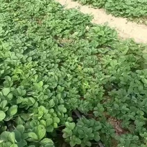 草莓育苗基地天仙醉草莓苗