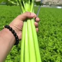 黄绿杆精品西芹