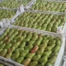 烟台市莱州市车轴梨婆婆梨直销，有需要的老板可以联系我