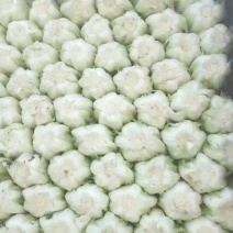 宁夏西吉大白菜