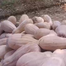 山坡地大型蜜本南瓜种植基地直发