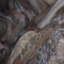 吊水本地脆肉塘涩