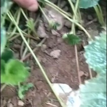 盐莓一号