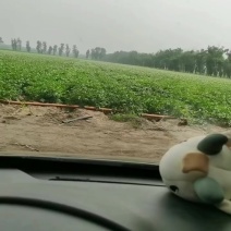 沃土佳