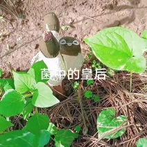 贵州织金特产(红托竹荪)