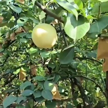 皇冠梨