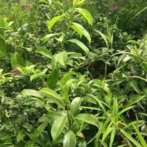穿破石，视频看货