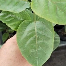 百香果嫁接苗