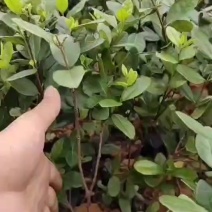 菲油果苗