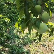 口感嘎嘎好