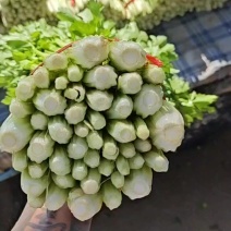 毛芹