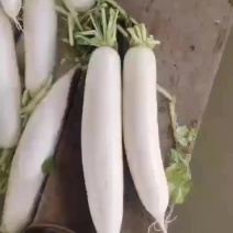 云南白萝卜