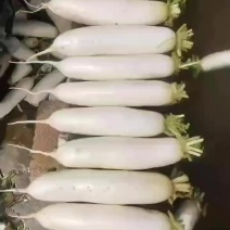 云南白萝卜