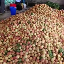 苹果桃大量成熟了，毛毛钱带走