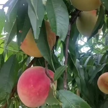 红不软桃大量成熟了，价格美丽