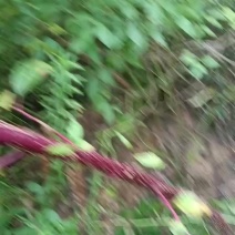 美州锤直商陆，价格可以谈