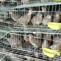 老‮鹑鹌‬鸟3-4两一只，南宁，长‮有期‬货，支‮发持‬货