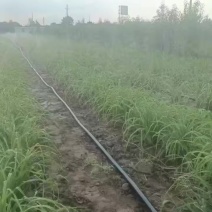 河南灵宝优质黄花菜苗