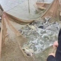 湖南岳阳生态鳙鱼3到7斤