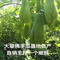 大量佛手瓜，嫩瓜，瓜种都有，需要的老板联系