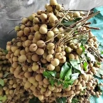 云南元江龙岩（桂圆）