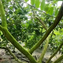 香水柠檬多汁香大一二级果