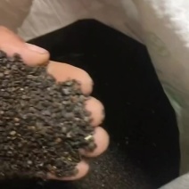 黄芪籽。2025年新货，基地直供，可视频看货！热卖中