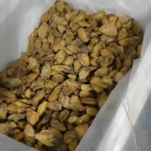熟金蚝干和蚝干