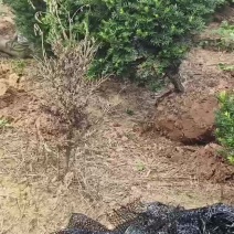 东北红豆杉塔型