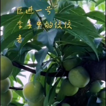 晚熟蜂糖李巨进一号