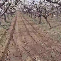 山西文水酥梨