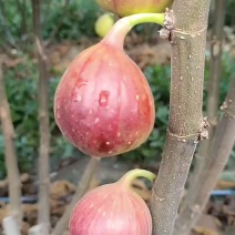 无花果已大量出市，