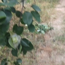 泊头黄冠梨
