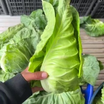 精品牛心甘蓝！高山的凉蔬菜，农家肥种植农药不超，走货快